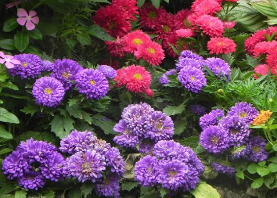 绿道有哪些科普,绿道花卉