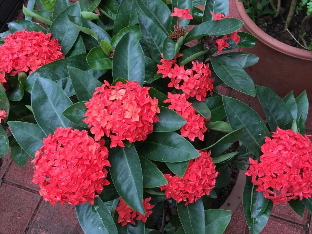 绿道有哪些科普,绿道花卉