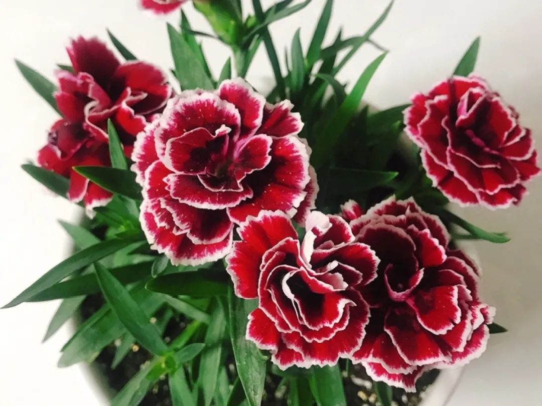 绿道有哪些科普,绿道花卉