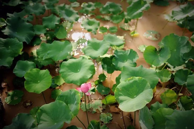 重庆避开人群攻略,重庆周边小众旅游线路