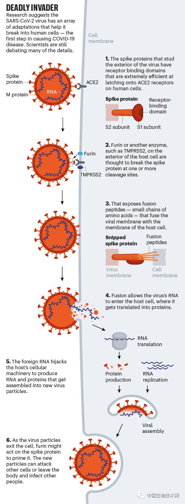 nature关于新冠的文章名字,解读最新新冠病毒