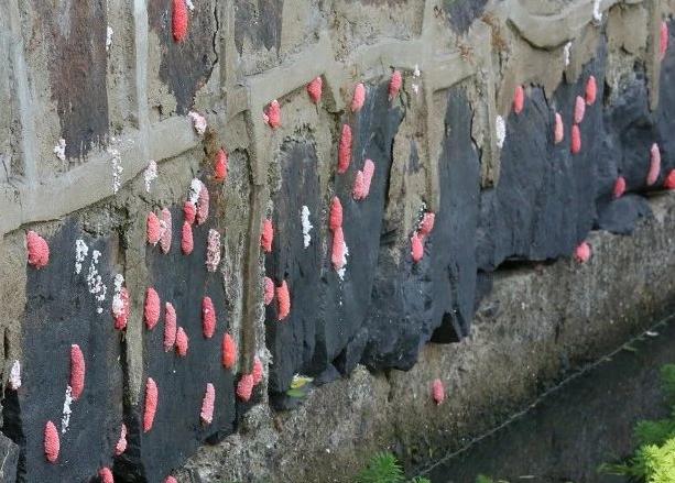 很多食物都有寄生虫,哪些食物也携带大量寄生虫