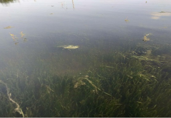 河蟹生态养殖技术与示范推广,河蟹养殖技术最新