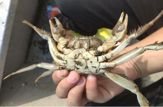 河蟹生态养殖技术与示范推广,河蟹养殖技术最新