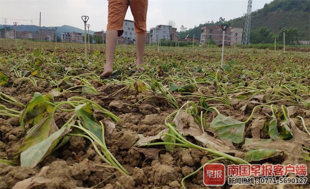 三四千公斤蔬菜莫名枯死，南宁一菜农疑灌溉用水遭污染