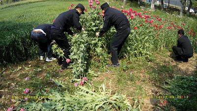 提醒丨这种花，种了就抓