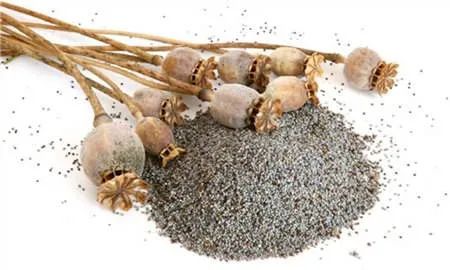 提醒丨这种花，种了就抓