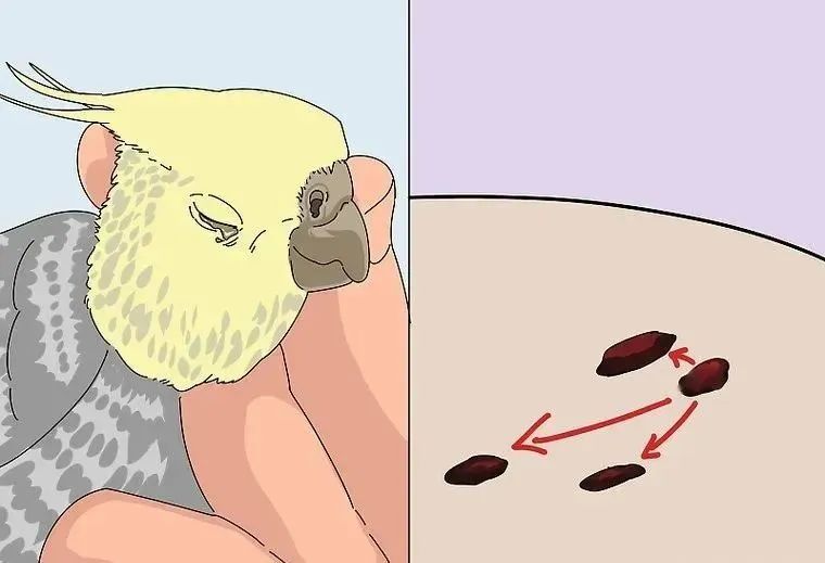 心疼……鸡尾鹦鹉拉稀了，怎么办？