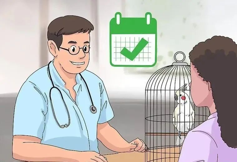 心疼……鸡尾鹦鹉拉稀了，怎么办？