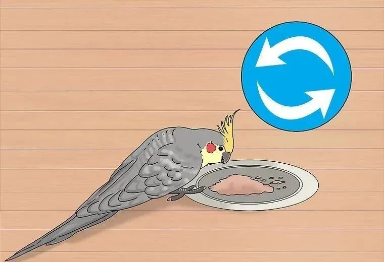 心疼……鸡尾鹦鹉拉稀了，怎么办？