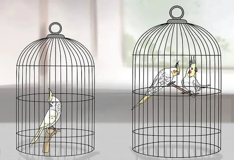 心疼……鸡尾鹦鹉拉稀了，怎么办？