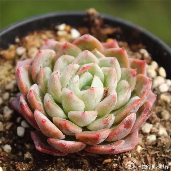 那些年被肉友爱过且脸盲过的月影系！你都有吗？