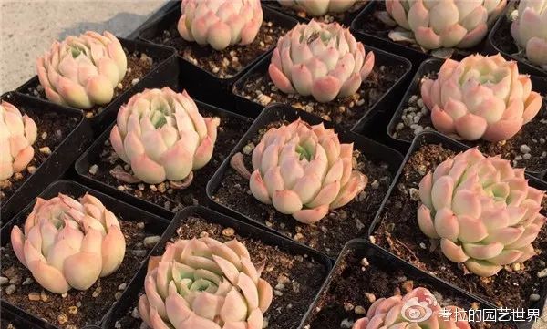 那些年被肉友爱过且脸盲过的月影系！你都有吗？