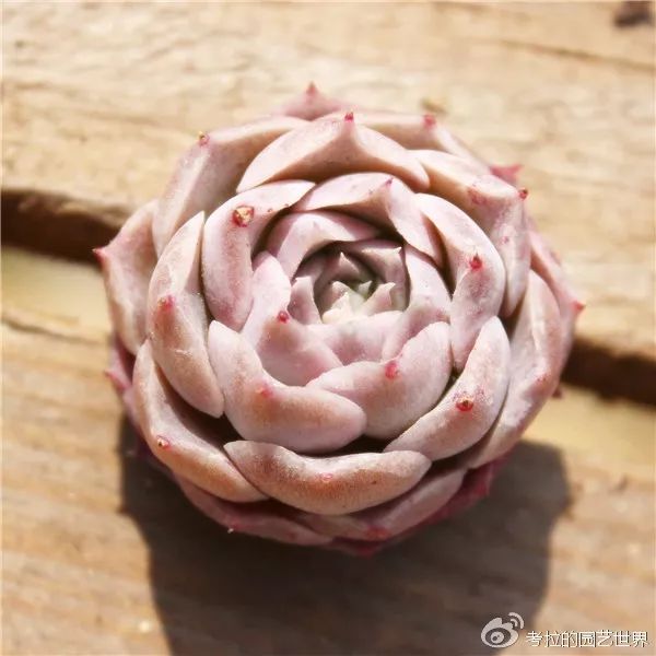 那些年被肉友爱过且脸盲过的月影系！你都有吗？