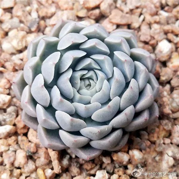 那些年被肉友爱过且脸盲过的月影系！你都有吗？