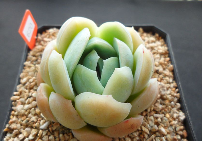 那些年被肉友爱过且脸盲过的月影系！你都有吗？