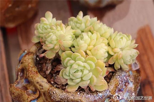 那些年被肉友爱过且脸盲过的月影系！你都有吗？