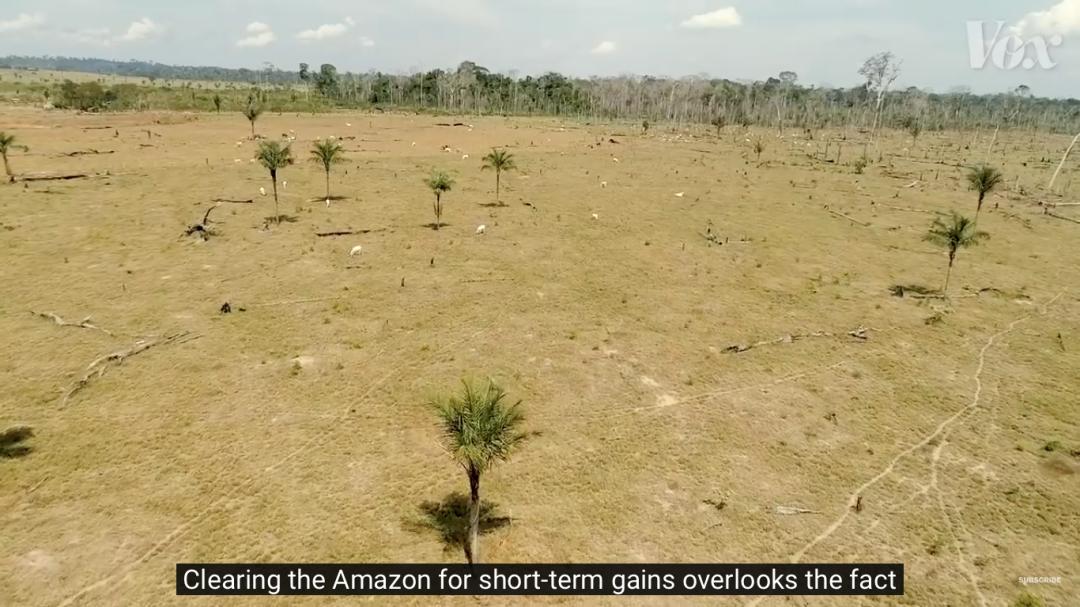 三个月砍掉20个曼哈顿，一年砍掉一个国家，亚马逊已经到了最危急的时候