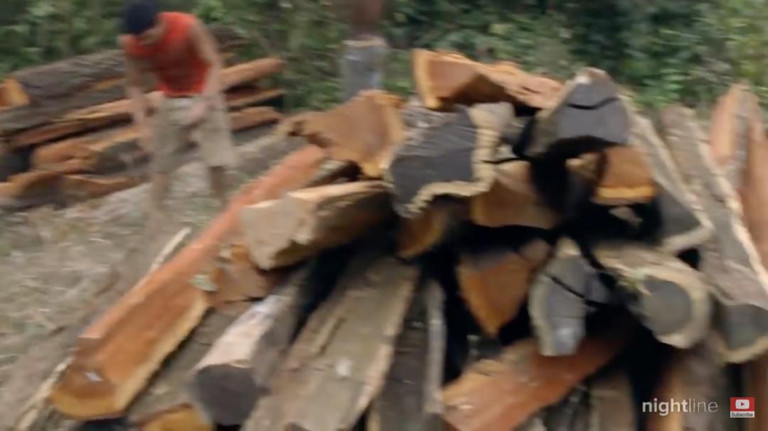 三个月砍掉20个曼哈顿，一年砍掉一个国家，亚马逊已经到了最危急的时候