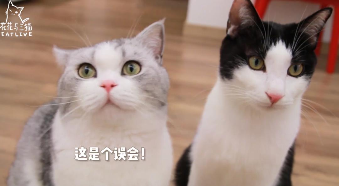 b站假吃up主,近两年b站百大up主被锤