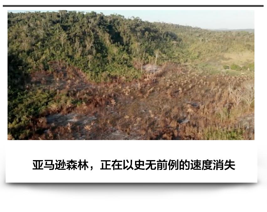 三个月砍掉20个曼哈顿，一年砍掉一个国家，亚马逊已经到了最危急的时候