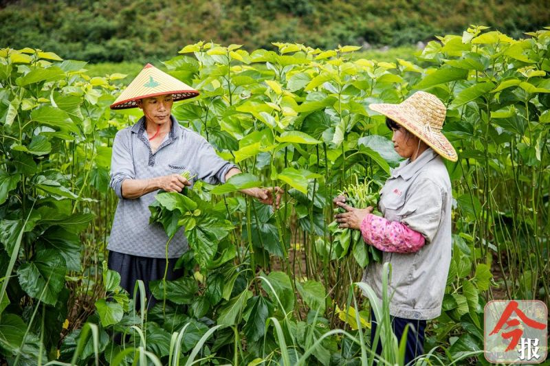 小小竹编编织乡亲致富梦,小小桑蚕织出扶贫大产业