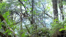 天气升温猴子们,天气变冷一群猴子抱团取暖