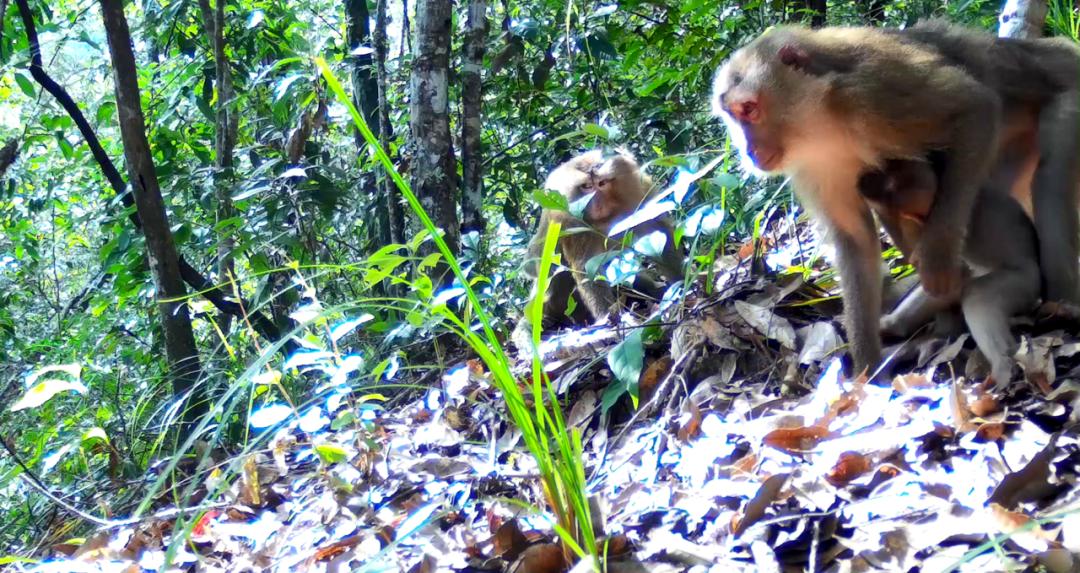 天气升温猴子们,天气变冷一群猴子抱团取暖