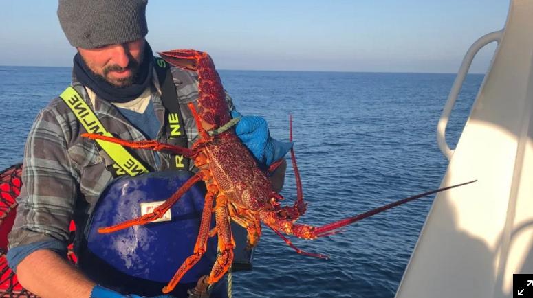 海产行业的前景分析图解,海产行业的发展趋势是什么呢
