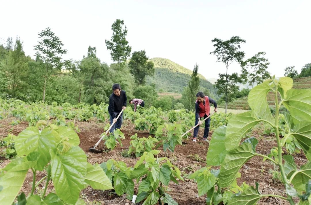 蚕宝宝怎么才能吐出金丝,蚕宝宝吐出透明色液体