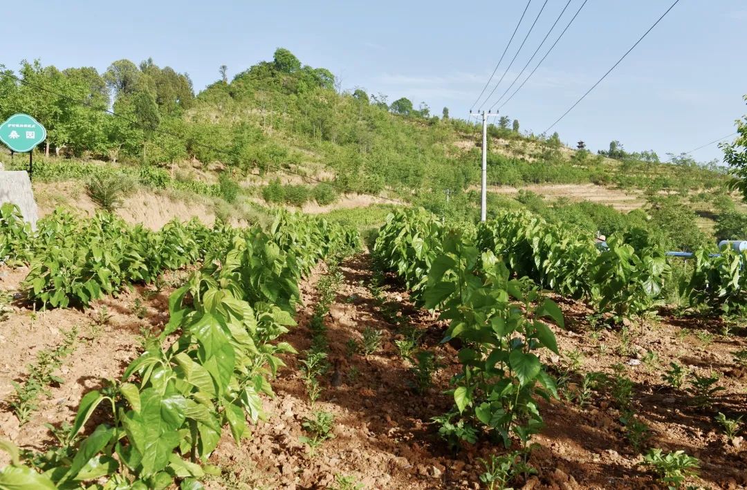 蚕宝宝怎么才能吐出金丝,蚕宝宝吐出透明色液体