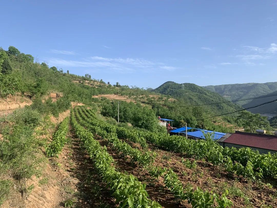 蚕宝宝怎么才能吐出金丝,蚕宝宝吐出透明色液体