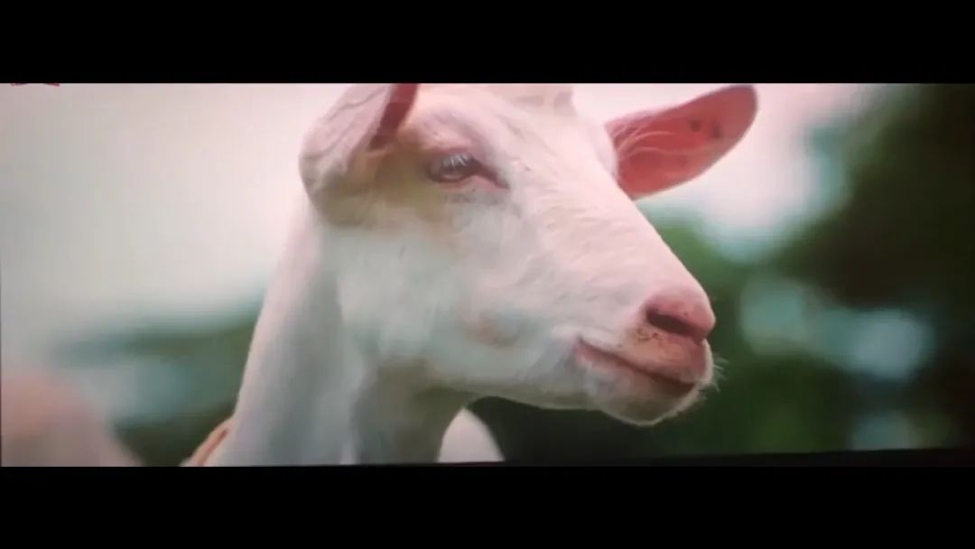 干货丨盘点《误杀》中的蒙太奇，这次你该学明白了