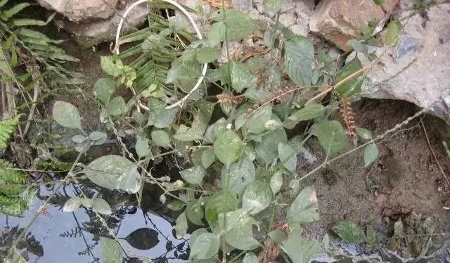 路边卖治疗脚气的真的假的,顽固脚气的特效药