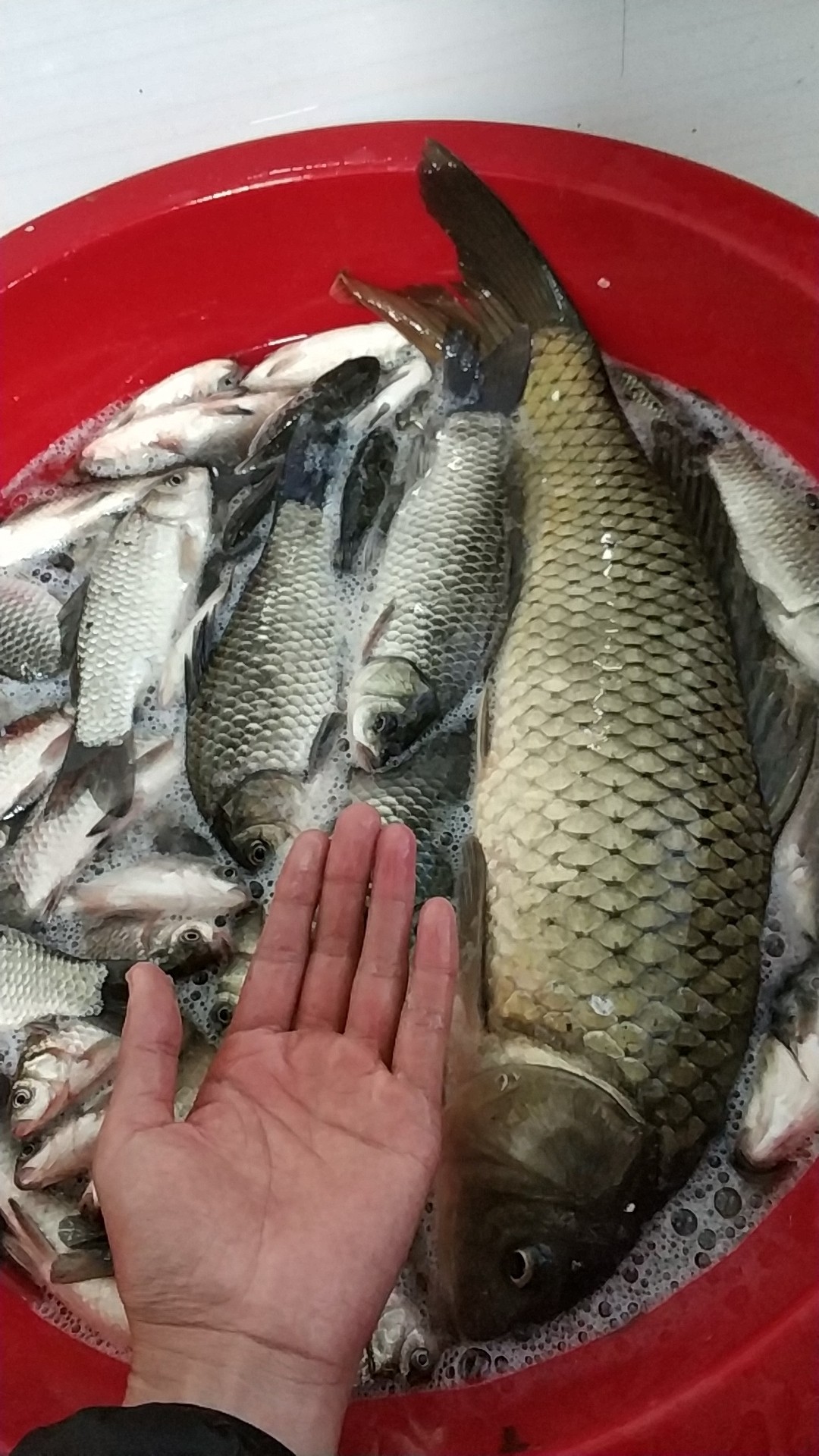 钓鱼人818完整视频,钓鱼人818攻略