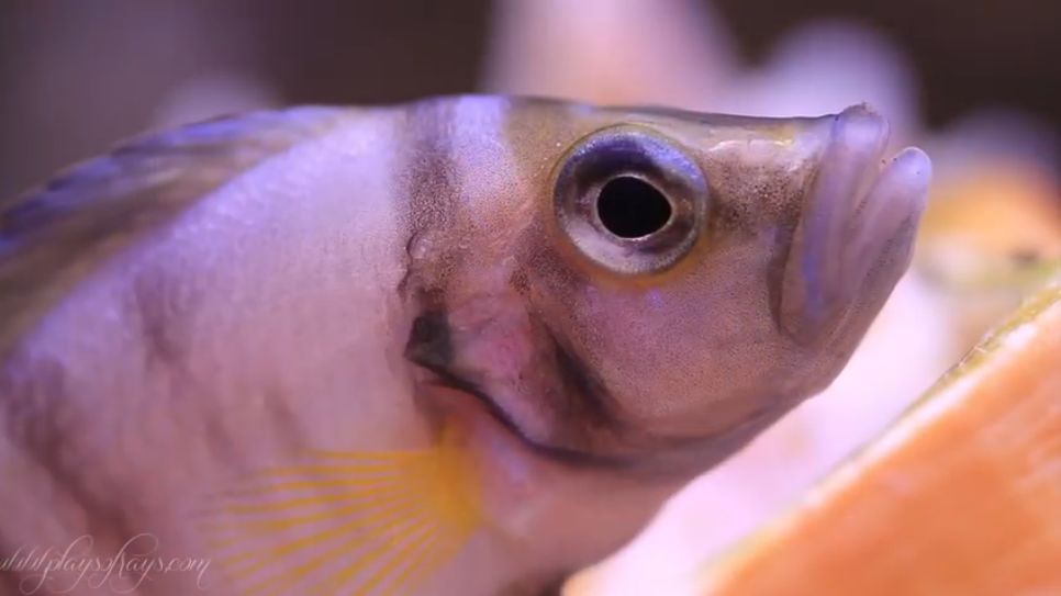 坦干喀伊湖纪录片全集,坦干伊喀湖图片