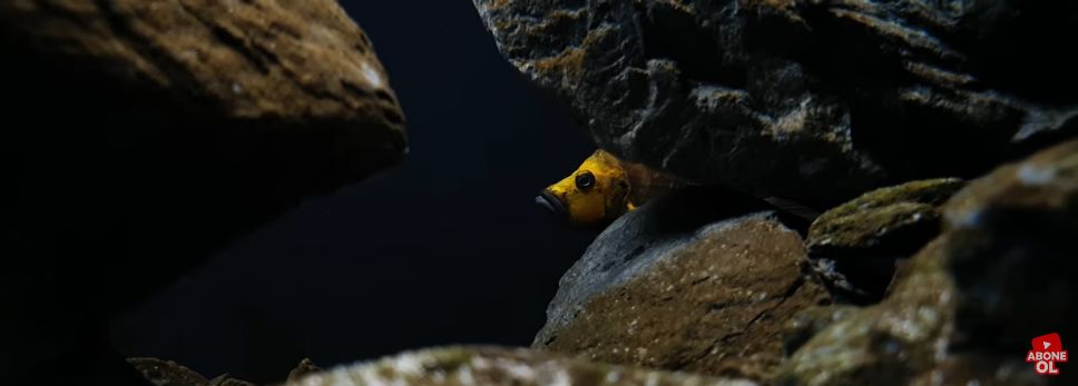 坦干喀伊湖纪录片全集,坦干伊喀湖图片