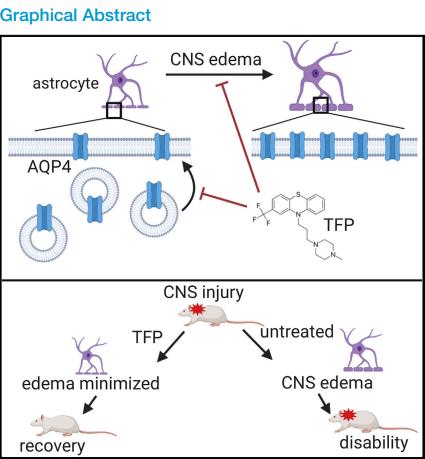 「Cell」中枢神经系统水肿（脑或脊髓肿胀）有救了
