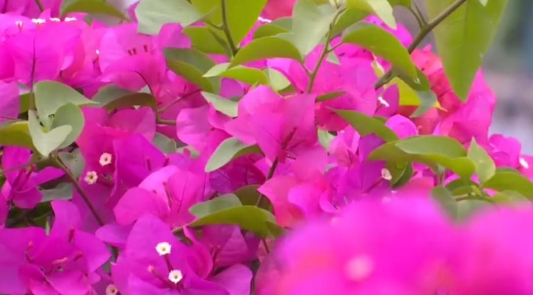 发扬战“疫”正能量！上周，佛山52次登上“学习强国”全国平台