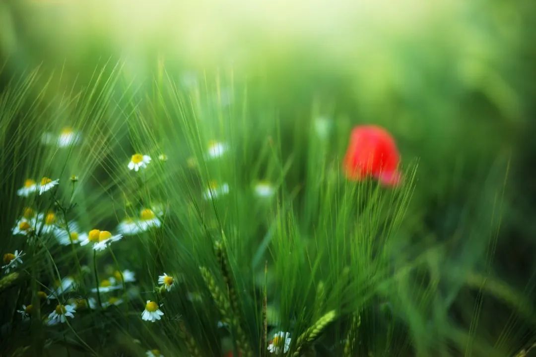 积极选择手术或有创性治疗方法|《更年期的聪颖》第八章第6节