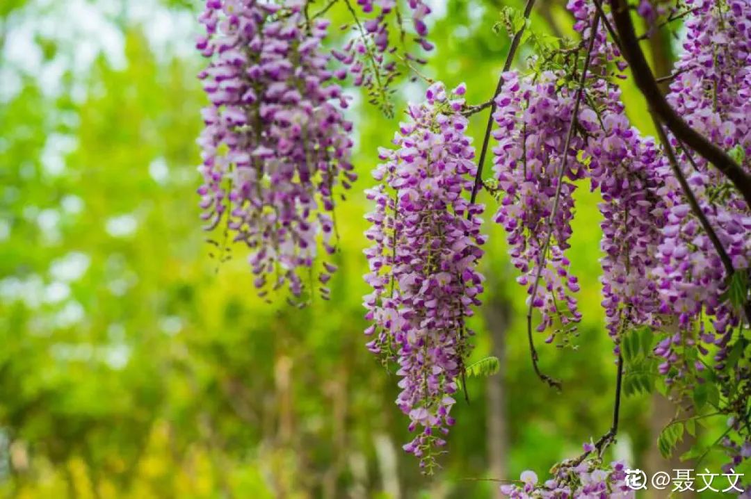 绿道有哪些科普,绿道花卉