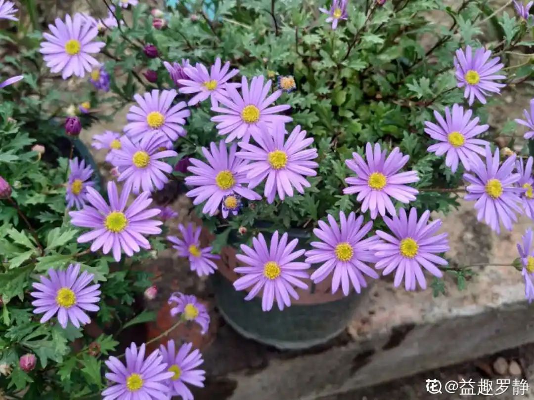 绿道有哪些科普,绿道花卉