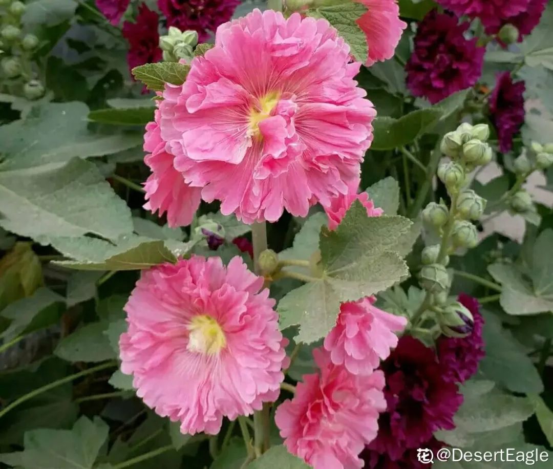 绿道有哪些科普,绿道花卉