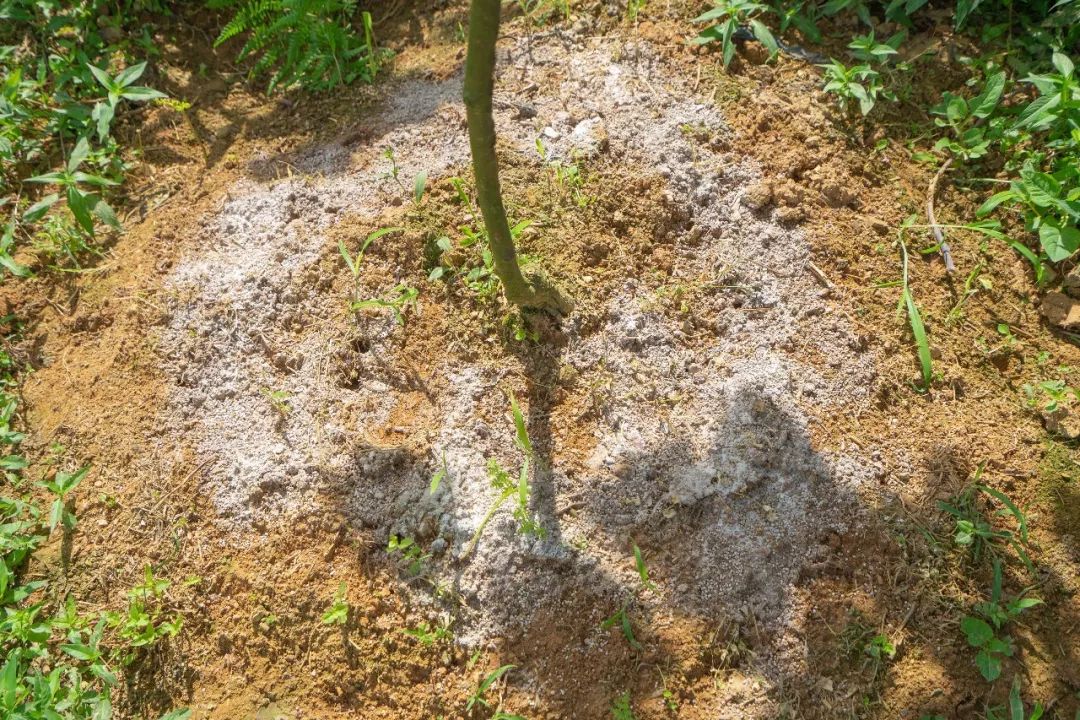 生石灰能抑制杂草生长吗,生石灰的危害的防治方法