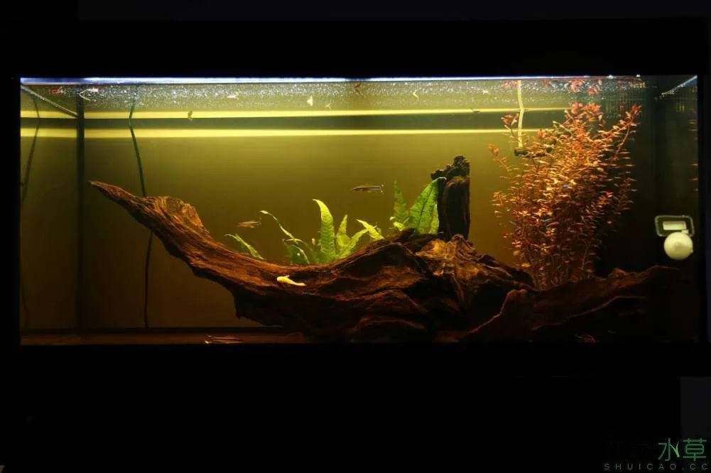 草缸1.2米生命之树造景,草缸造景60厘米大师作品