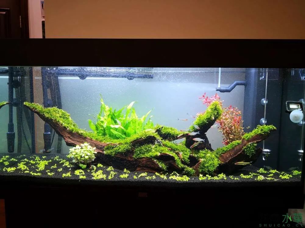 草缸1.2米生命之树造景,草缸造景60厘米大师作品