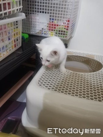 诡异“．．．”一路延伸窗帘天花板　猫奴望3皮蛋：怎么弄的