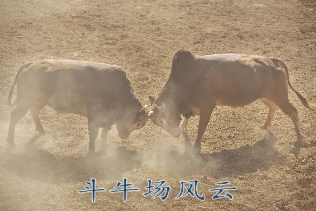 民间故事重播,民间故事第156章