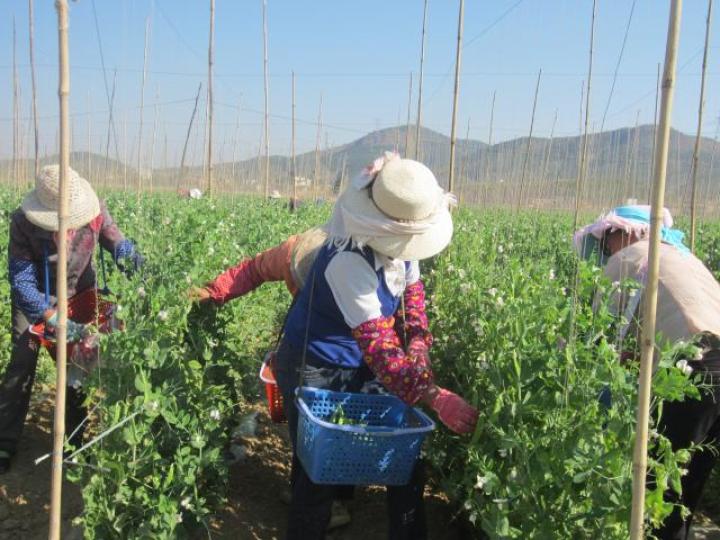 凝心聚力开新局砥砺奋进谋新篇ppt,月望村发展