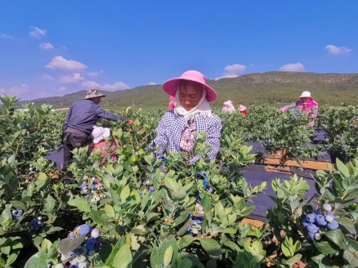 凝心聚力开新局砥砺奋进谋新篇ppt,月望村发展